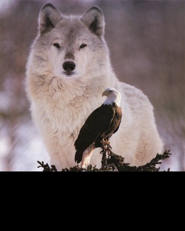 WolfEagle